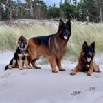 Benitas Hunde